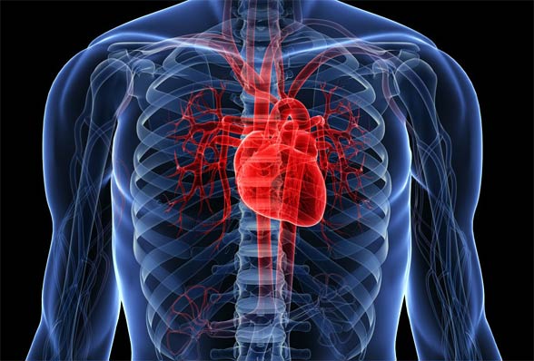Human heart
