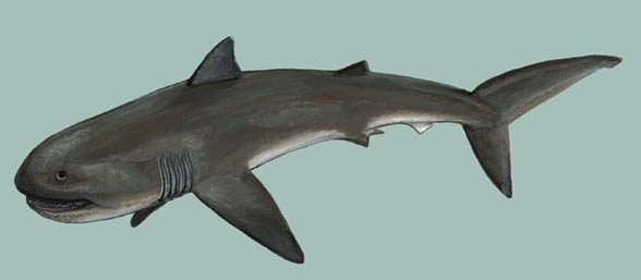 Megamouth shark (Megachasma pelagios)