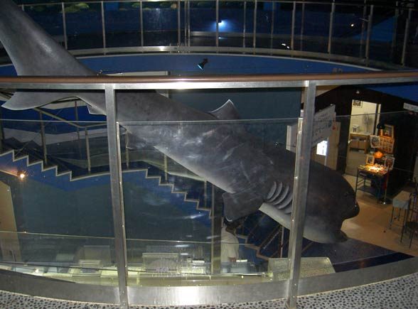 Megamouth shark (Megachasma pelagios)