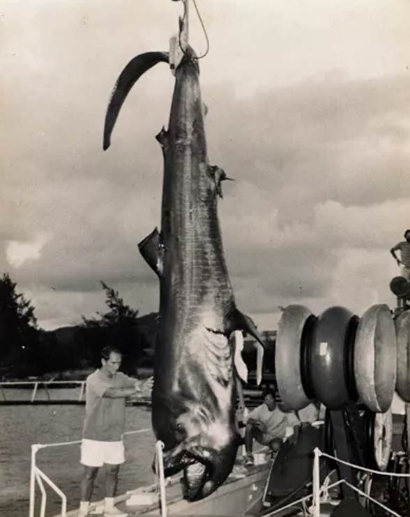 Megamouth shark (Megachasma pelagios)