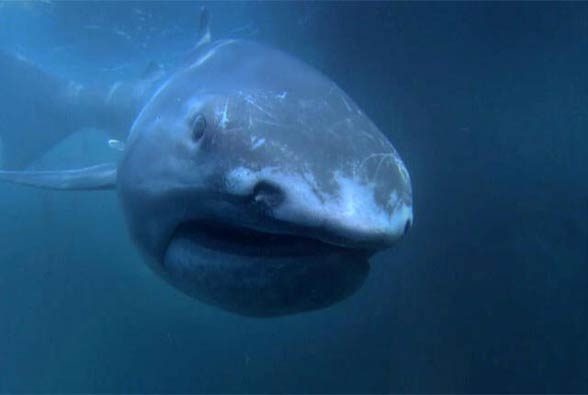 Megamouth shark (Megachasma pelagios)