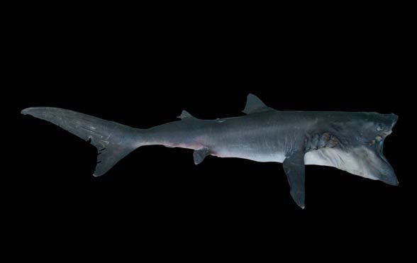 Megamouth shark (Megachasma pelagios)