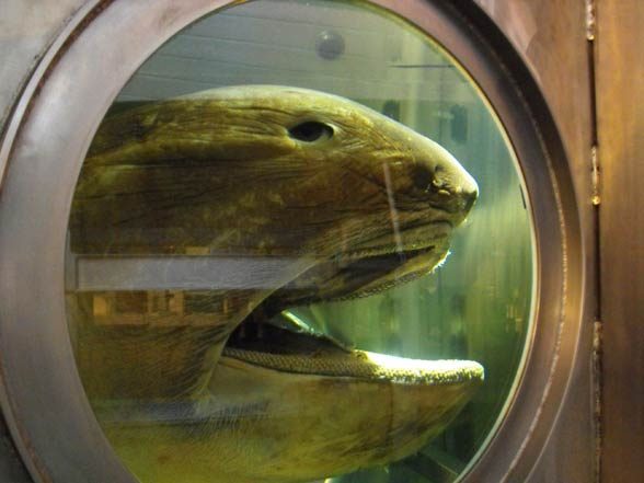 Megamouth shark (Megachasma pelagios)