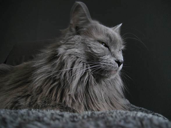 Nebelung