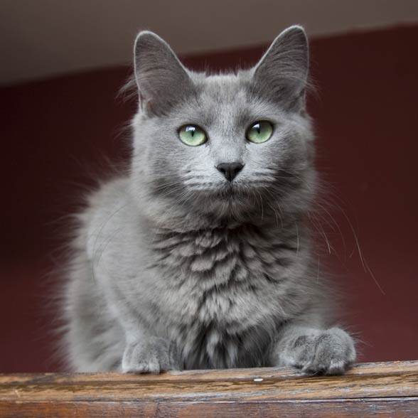 Nebelung