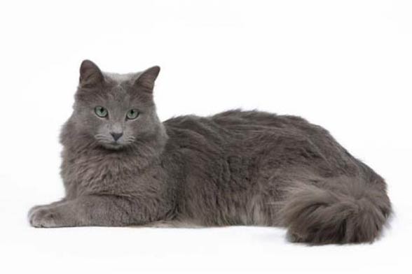 Nebelung