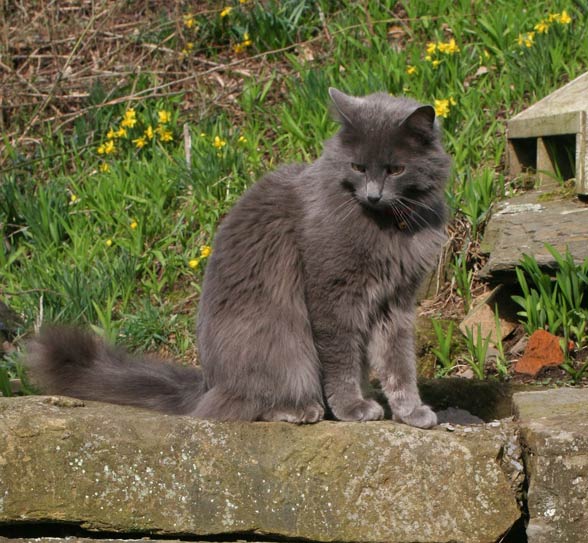 Nebelung