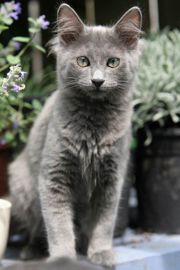 Nebelung
