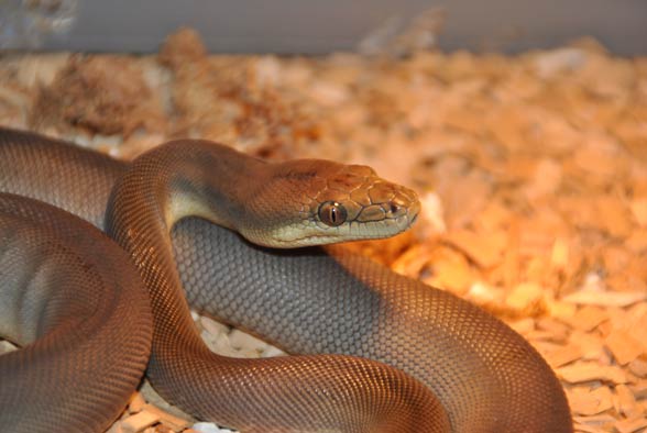 Olive python (Liasis olivaceus)