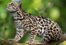Oncilla (Leopardus tigrinus), northern tiger cat, little spotted cat, tigrillo
