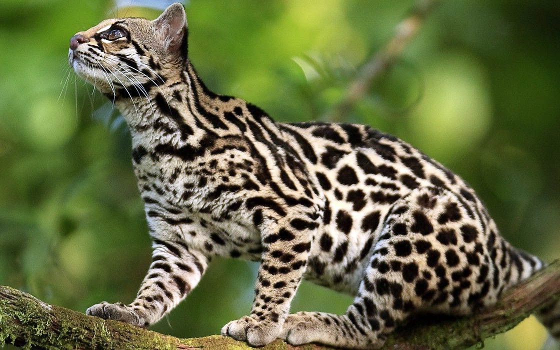 Oncilla (Leopardus tigrinus), northern tiger cat, little spotted cat, tigrillo