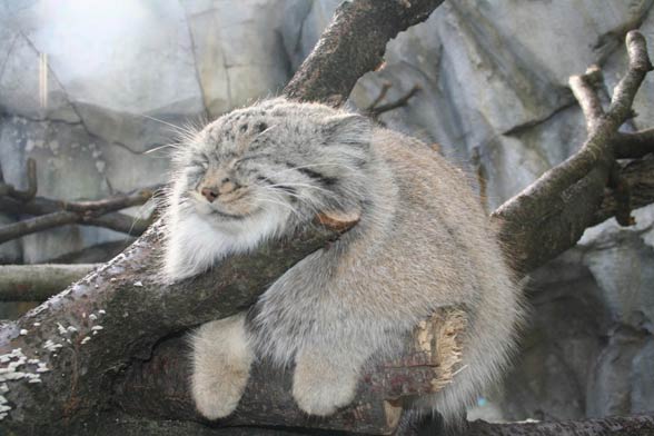 Pallas’s cat, manul (Otocolobus manul)