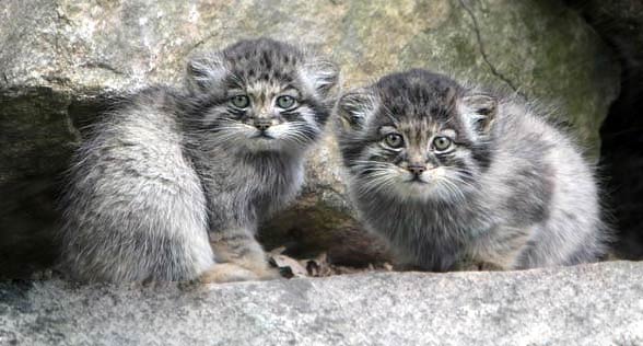 Pallas’s cat, manul (Otocolobus manul)