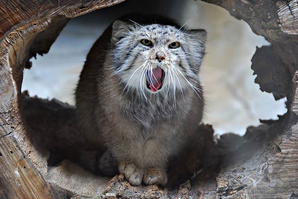 Pallas’s cat, manul (Otocolobus manul)