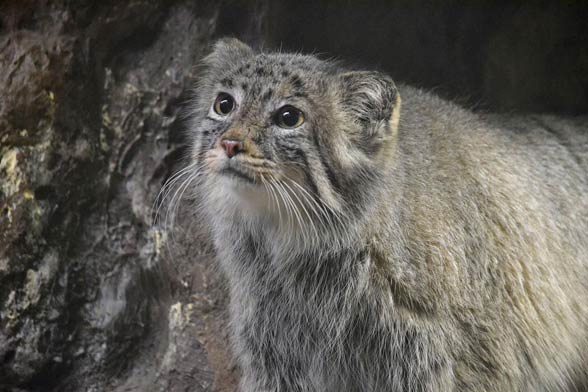 Pallas’s cat, manul (Otocolobus manul)