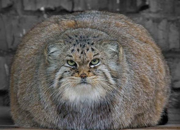 Pallas’s cat, manul (Otocolobus manul)
