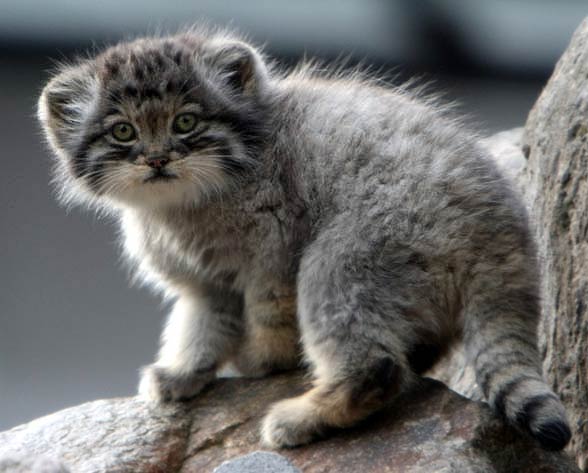 Pallas’s cat, manul (Otocolobus manul)