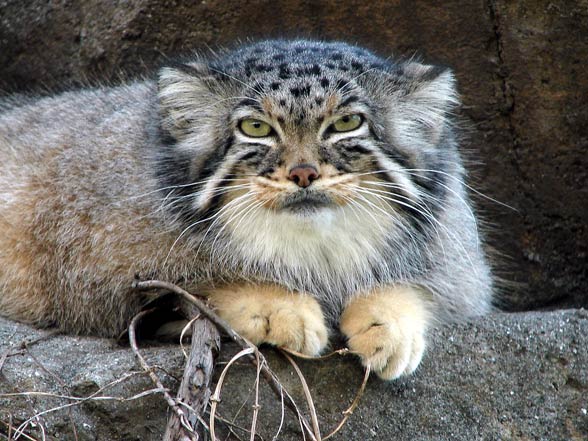Pallas’s cat, manul (Otocolobus manul)