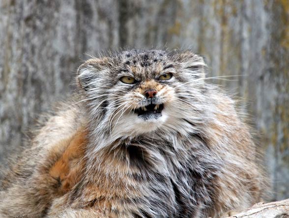 Pallas’s cat, manul (Otocolobus manul)