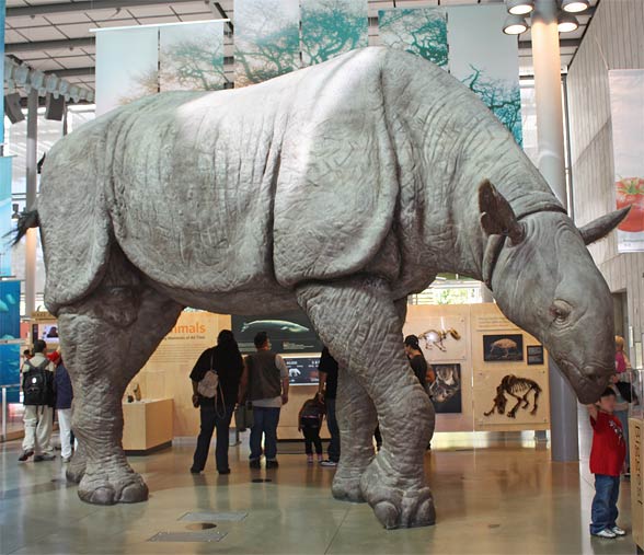 Paraceratherium