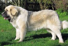 Pyrenean Mastiff