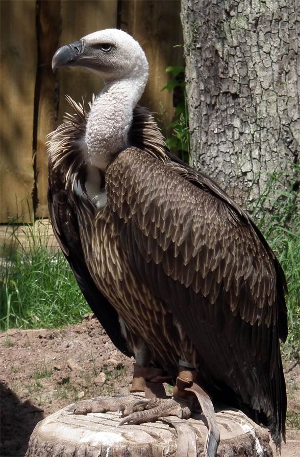 Rüppell's griffon vulture (Gyps rueppellii)