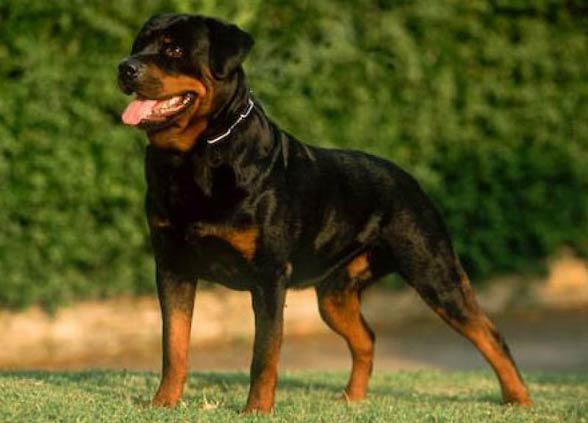 Rottweiler, Rott, Rottie
