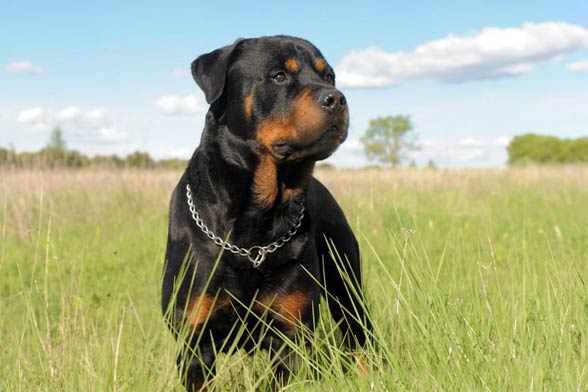 Rottweiler, Rott, Rottie