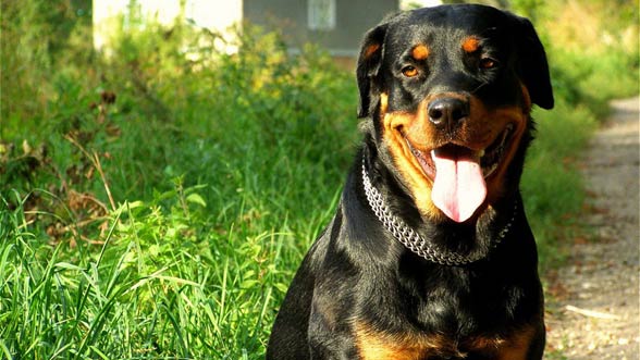 Rottweiler, Rott, Rottie
