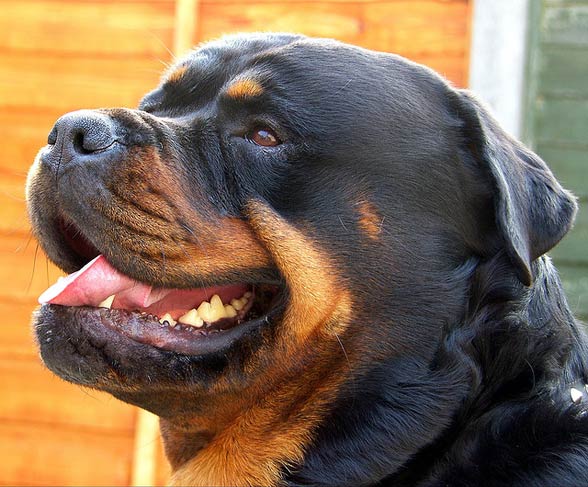 Rottweiler, Rott, Rottie