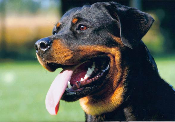 Rottweiler, Rott, Rottie