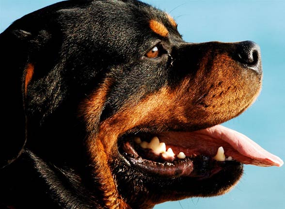 Rottweiler, Rott, Rottie