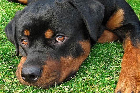 Rottweiler, Rott, Rottie