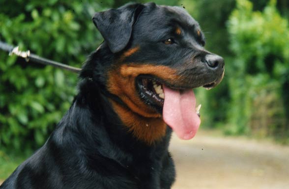 Rottweiler, Rott, Rottie