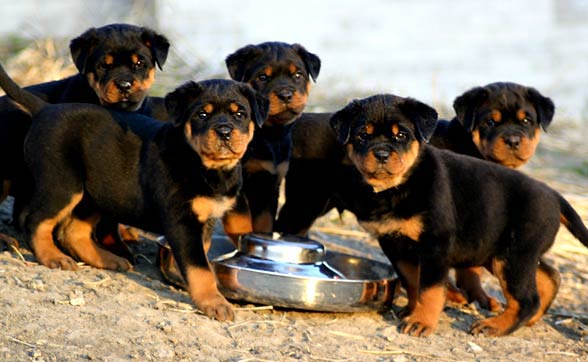 Rottweiler, Rott, Rottie
