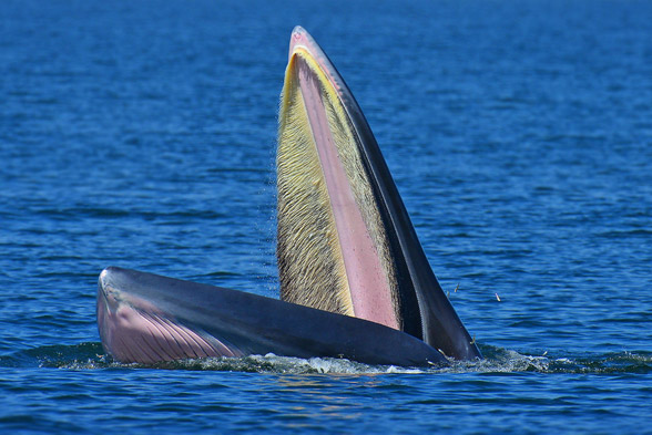 Sei whale (Balaenoptera borealis) 