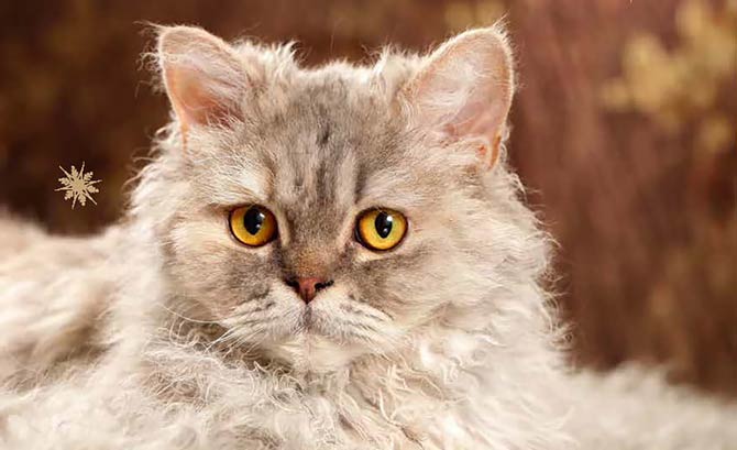 Selkirk Rex