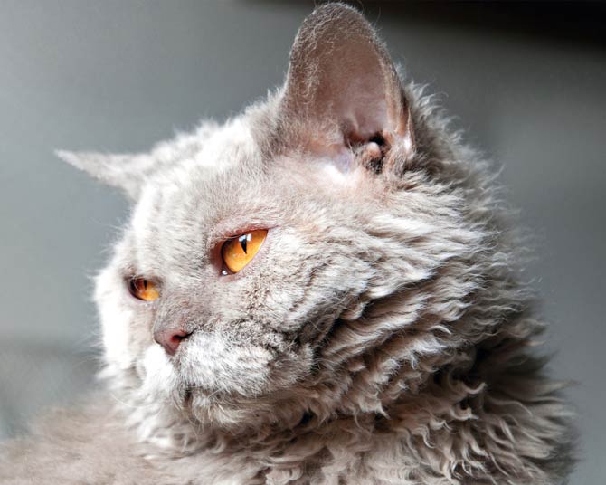 Selkirk Rex