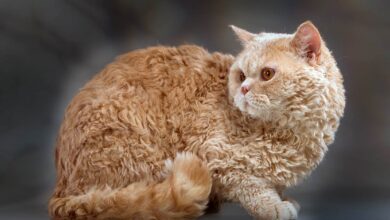 Selkirk Rex