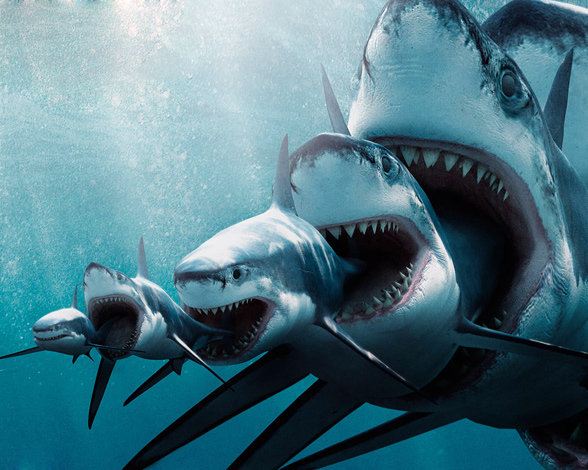 Sharks
