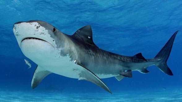 Tiger shark (Galeocerdo cuvier)