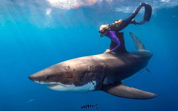 Swimming with sharks, i.e. faint heart never won fair lady...