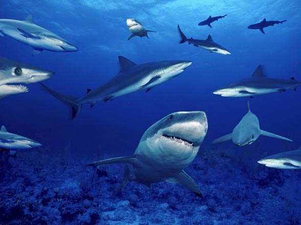 Sharks