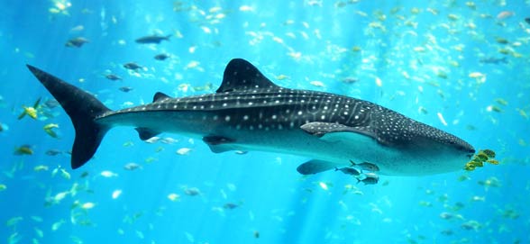 Whale shark (Rhincodon typus)