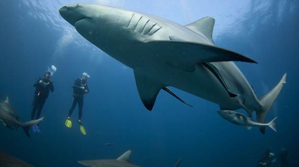 Does anyone like swimming with such giants?