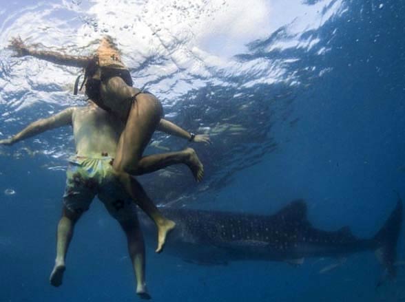 Sharks hardly ever attack people. In the photo: a whale shark that wouldn't hurt a fly.