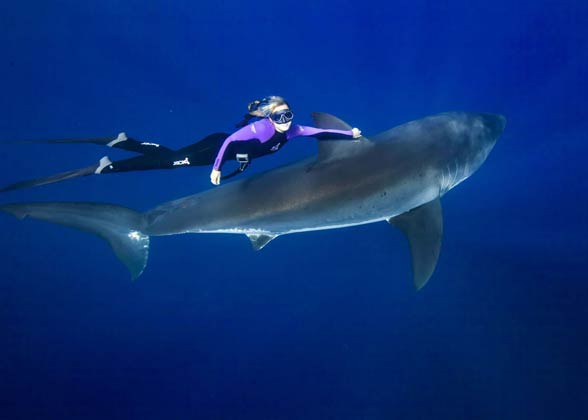 Shark - we admire the courage