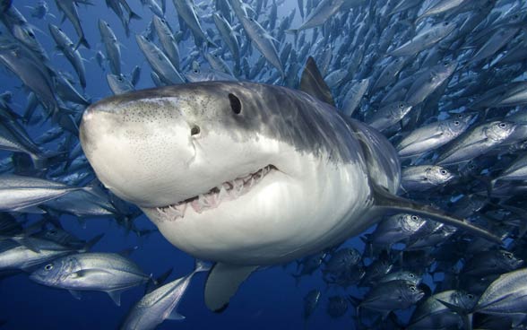 Sharks