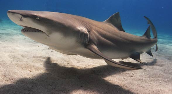 Lemon shark (Negaprion brevirostris).