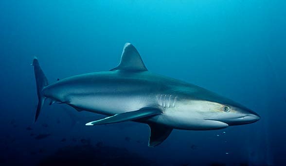 The silvertip shark (Carcharhinus albimarginatus)
